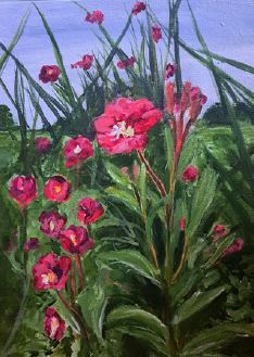 Clare Daly Madden